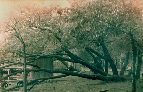 Парк Зиновия Гердта в 1960 годах